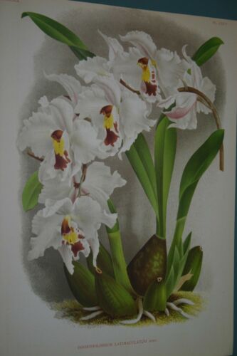Lindenia Limited Edition Print: Odontoglossum Latimaculatum (White with Sienna and Yellow Center) Orchid Collector Art (B1)