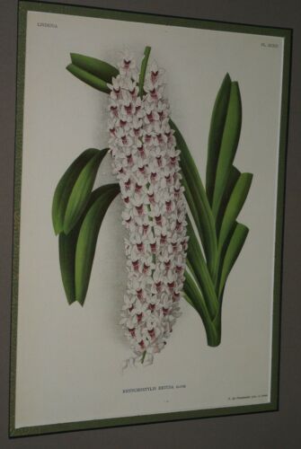 Lindenia Limited Edition Orchid Art Print: Rhynchostylis