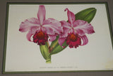 Lindenia Limited Edition Print: Cattleya Trianae Lind Var Excelsior L Lind (White with Magenta and Yellow Center) Orchid Collector Art (B5)