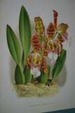 Lindenia Limited Edition Print: Odontoglossum Odoratum Var Baphicanthum (Yellow) Orchid Collector Art (B1)