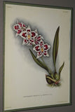 Lindenia Limited Edition Print: Odontoglossum Crispum Ldl Var Tigrinum L Lind (White, Red and Yellow) Orchid Collector Art (B5).