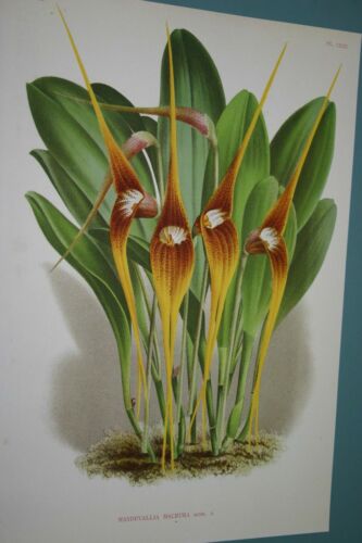 Lindenia Limited Edition Print: Masdevallia Macrura (Yellow and Sienna) Orchid Collectible Art (B1)