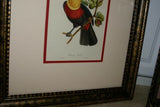 VERY RARE & FRAMED Descourtilz Limited Edition Original 1960 Folio Lithograph of TOUCAN (DES8) Framed Professionally in Very Large Hand-painted Frame 33" X 26,5"