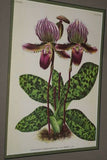 Lindenia Limited Edition Print: Paphiopedilum, Cypripedium Insigne Wallich Var Cinnamomeum, Lady Slipper (Yellow and White) Orchid Collector Art (B5)