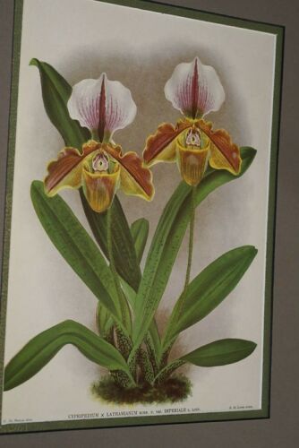 Lindenia Limited Edition Print: Paphiopedilum, Cypripedium x Lathamianum Var Imperial, Lady Slipper (White, Yellow, and Sienna) Orchid Collector Art (B5)