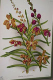 Lindenia Limited edition Print: Saccolabium Giganteum Var Petotianum (White) Orchid AOS Collector Art (B4)