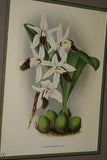 Lindenia Limited Edition Print: Aerides Quinquevulnerum Vanda Type (White and Pink) Orchid Collector Art  (B1)