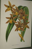 Lindenia Limited Edition Print: Houlletia Brocklehurstiana (Yellow and Orange) Orchid Collector Art (B2)