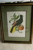 VERY RARE Descourtilz Limited Edition Original 1960 Folio Lithograph, Plate 31: Scarlet Flycatcher or Moucherolle Rubin (item DES4) Framed Professionally in Large Hand-painted Frame 20" X 14,25"