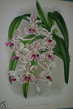 Lindenia Limited Edition Print: Vanda Tricolor Var Tenebrosa (Magenta, White and Yellow) Orchid Collector Art (B5)