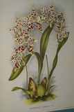 Lindenia Limited Edition Print: Odontoglossum x Rubiginosum (Yellow and Sienna) Orchid Collector Art (B4)