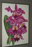 Lindenia Limited Edition Print: Schomburgkia Tibicinis Batem (Magenta) Orchid Collector Art (B4)