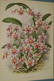 Lindenia Limited Edition Print: Oncidium Incurvum Barker Var Allbum (White) Orchid Collector Art (B5)