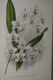 Lindenia Limited Edition Print: Odontoglossum x Soleil De Muysen L. Lind (White, Sienna and Yellow) Orchid Collector Art (B5)