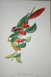 VERY RARE 1960 Rare Descourtilz Limited Edition Original Folio Lithograph Brazilian Bird Plate 2 Golden Paroquet or Perruche Guiaruba or Plate 3 Red-Eared Paroquet or Perruche a Gorge Variee