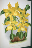 Lindenia Limited Edition Print: Odontoglossum Thompsonianum (Sienna and Yellow) Orchid Collector Art (B3)