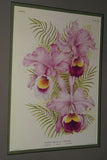 Lindenia Limited Edition Print: Cattleya Trianae Lind Var Coerulescens Lind (White) Orchid Collector Art (B5)