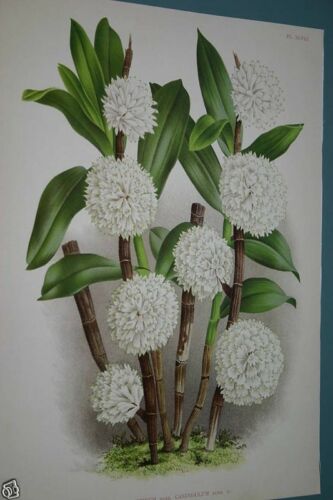 Lindenia  Limited Edition Print: Dendrobium Purpureum Candidulum (White) Orchid Collector Art (B1)