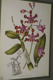 Lindenia Limited Edition Print: Schomburgkia Tibicinis Batem (Magenta) Orchid Collector Art (B4)