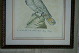 Rare Archival Art by Saverio Manetti (16 C.) Very Limited Edition Folio Lithograph of Cockatoo Parrot professionally framed in hand painted signed frame with x3 acid free mats 22,5" X 17,5" from "The Natural History of Birds" COLLECTOR ART