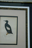 ORIGINAL ANTIQUE H.C. HAND COLORED WOOD ENGRAVING FROM 1860 MORRIS CHOICE BETWEEN GREAT AUK AND BLACK  GUILLEMOT PENGUIN MATTED PROFESSIONALLY WITH 6 HIGH QUALITY ACID FREE MATS & IN HANDPAINTED SIGNED FRAME OVER 160 YEARS OLD
