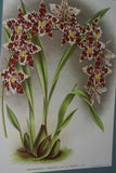 LINDENIA Limited Edition: Odontoglossum Crispum Lindl Var Bethuneanum Orchid (Yellow and Purple) Collection Art (B5)