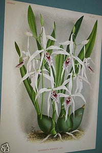 Lindenia Limited Edition Print: Epidendrum Nemorale (White and Purple) Orchid Collectible Art (B2)