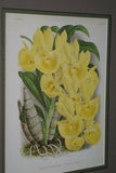 Lindenia Limited Edition Print: Cymbidium Grandiflorum Var Punctatum (Yellow) Orchid Collector Art (B3)