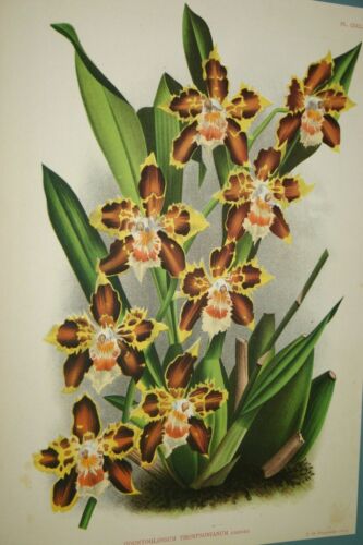 Lindenia Limited Edition Print: Odontoglossum Thompsonianum (Sienna and Yellow) Orchid Collector Art (B3)