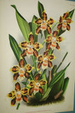 Lindenia Limited Edition Print: Odontoglossum Thompsonianum (Sienna and Yellow) Orchid Collector Art (B3)