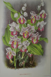 Lindenia Limited Edition Print: Acanthephippium Mantinianum L Lind Et Cogn (Yellow and Red)  Orchid Collector Art (B4)