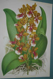 Lindenia Limited Edition Print: Oncidium Cucullatum Orchid Collector Art (B1)