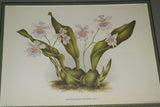 Lindenia Limited Edition Print: Odontoglossum Crispum Var Mooreanum (White) Orchid Collector Art (B4)