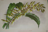 Lindenia Limited Edition Print: Catasetum Macrocarpum Var Chrysanthum (Yellow) Orchid AOS Collector Art (B2)