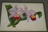 Lindenia Limited Edition Print: Cattleya Trianae Lind Var Excelsior L Lind (White with Magenta and Yellow Center) Orchid Collector Art (B5)