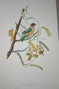 VERY RARE 1960 Rare Descourtilz Limited Edition Original Folio Lithograph Brazilian Bird Plate 27 Chesnut-Backed Tanager or Tangara Passe-Vert
