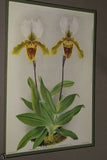 Lindenia Limited Edition Print: Paphiopedilum, Cypripedium x Glonerianum, Lady Slipper (Sienna and Yellow) Orchid Collector Art (B5)