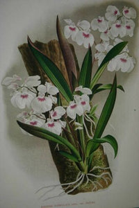 Lindenia Limited Edition Print: Ionopsis Paniculata Maxima (White and Magenta) Orchid Club Collectible Art (B1)