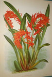 Lindenia Botanical Print Limited Edition: Mormodes Igneum Maculatum, Red, Orchid Art (B3)