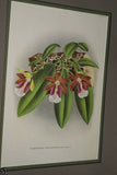Lindenia Limited Edition Print: Terete Vanda Kimballiana (White and Fushia) Orchid AOS Collector Art (B2)