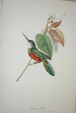 VERY RARE 1960 Rare Descourtilz Limited Edition Original Folio Lithograph Brazilian Bird Plate 15 Spot-Tailed Jacamar or Jacamar Dore