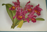 Lindenia Limited Edition Print: Cattleya x Hardyana Var Fanyauiana (Pink, Magenta and Yellow) Orchid Collector Art (B4) .