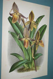 Lindenia Limited Edition Print: Paphiopedilum, Cypripedium x Dallemagnei, Lady Slipper Orchid Collector Art (B3)