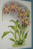 Lindenia Limited Edition Print: Odontoglossum Crispum Var President Roosevelt (White, Orange and Yellow) Orchid (B5)