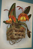 Lindenia Limited Edition Lithograph: Oncidium Iridifolium, Yellow Orchid (B2)