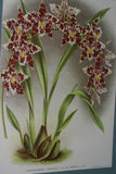 Lindenia Limited Edition Print: Odontoglossum Crispum Var Reine Emma (White, Red and Yellow) Orchid Art AOS (B5)