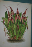 Lindenia Limited Edition Print Masdevallia Triangularis & Ludibunda (Yellow, Magenta and White) Orchid Art