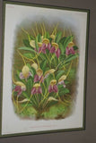 Lindenia Limited Edition Print: Masdevallia Shuttleworthi (Fushia and Yellow) Orchid Collectible Art (B2)