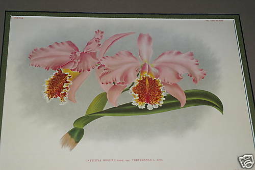 Lindenia Print Limited Edition Cattleya Mossiae Treyeranae Var (Pink with Orange Center)  Orchid Collector Art (B3)