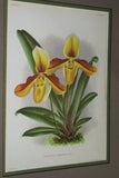 Limited Edition Print Paphiopedilum, Cypripedium x Barbato-Veitchianium, Slipper Orchid (Maroon and White)  Collector Art (B2)